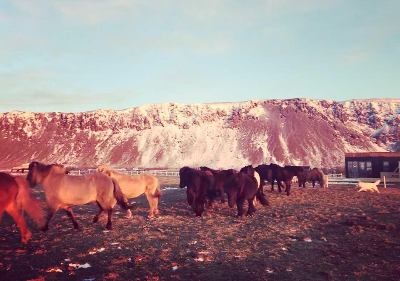 Akurgerthi Guesthouse 6 - Country Life Style Olfus Екстер'єр фото